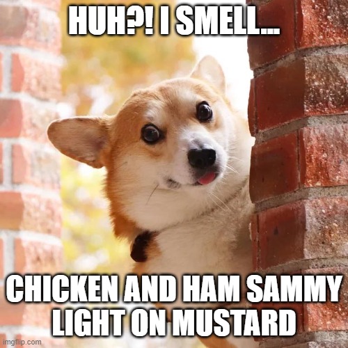 Excited Corgi | HUH?! I SMELL... CHICKEN AND HAM SAMMY
LIGHT ON MUSTARD | image tagged in excited corgi | made w/ Imgflip meme maker