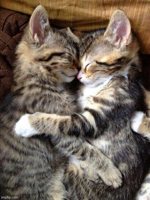 Cute Cats Cuddling | image tagged in cute cats cuddling | made w/ Imgflip meme maker
