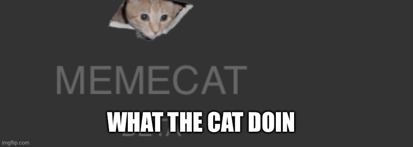 WHAT THE CAT DOIN | made w/ Imgflip meme maker