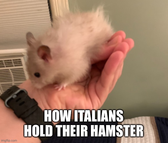 How Italians hold hamsters | HOW ITALIANS HOLD THEIR HAMSTER | image tagged in italian hand,hamster | made w/ Imgflip meme maker