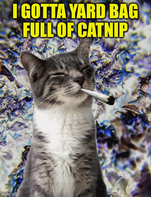 SMOKE 2 JOINTS | I GOTTA YARD BAG
 FULL OF CATNIP | image tagged in smoke 2 joints | made w/ Imgflip meme maker