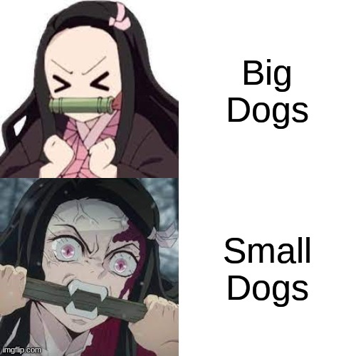 MOST small dogs at least XD | Big Dogs; Small Dogs | image tagged in memes,nezuko,so true,i have a small dog and she always barks,it nearly gives me a heart attack when she starts barking | made w/ Imgflip meme maker