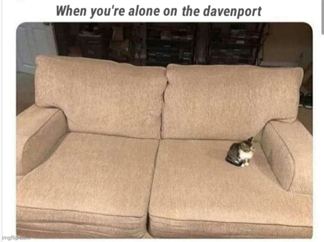 When you're alone on the davenport | image tagged in couch,cute kittens,alone,cats,netflix and chill,funny memes | made w/ Imgflip meme maker