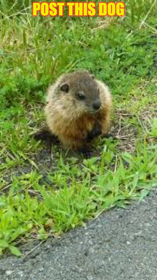 POST THIS DOG | made w/ Imgflip meme maker