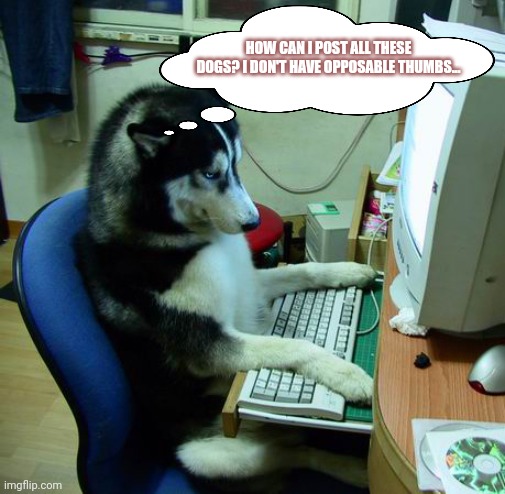 Doge's first day on the dog stream | HOW CAN I POST ALL THESE DOGS? I DON'T HAVE OPPOSABLE THUMBS... | image tagged in memes,i have no idea what i am doing,doge,doggo week,post this dog | made w/ Imgflip meme maker