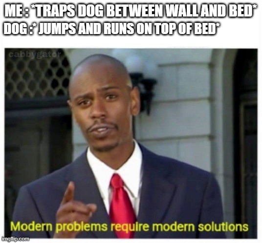 true story | DOG :* JUMPS AND RUNS ON TOP OF BED*; ME : *TRAPS DOG BETWEEN WALL AND BED* | image tagged in modern problems | made w/ Imgflip meme maker