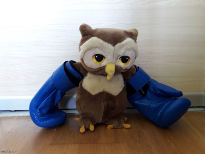boxing gloves owl | image tagged in boxing gloves owl | made w/ Imgflip meme maker