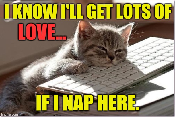 The Waiting Game | I KNOW I'LL GET LOTS OF; LOVE... IF I NAP HERE. | image tagged in memes,cats,bored keyboard cat,nap time,waiting,i would do anything for love | made w/ Imgflip meme maker