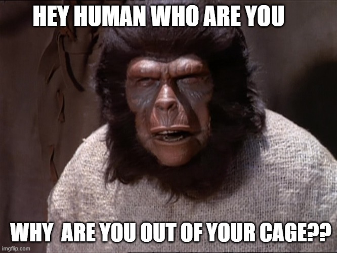 Chimpanzee | HEY HUMAN WHO ARE YOU; WHY  ARE YOU OUT OF YOUR CAGE?? | image tagged in chimpanzee | made w/ Imgflip meme maker
