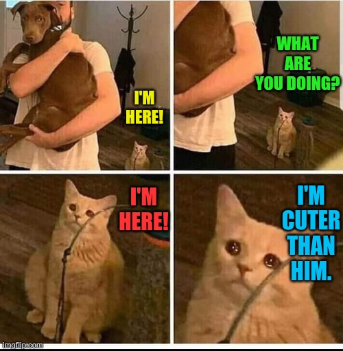 When You Just Don't Understand... | WHAT ARE YOU DOING? I'M HERE! I'M HERE! I'M CUTER THAN HIM. | image tagged in man holding dog cat in the back,memes,cats,dogs,hold on,too cute | made w/ Imgflip meme maker