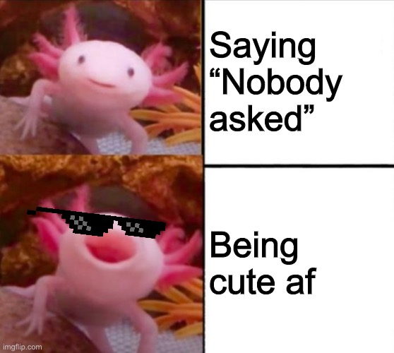 CUTE AF |  Saying “Nobody asked”; Being cute af | image tagged in axolotl drake,be cute,axolotl,cute axolotl,sunglasses | made w/ Imgflip meme maker