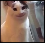 High Quality Smiley Cat Blank Meme Template