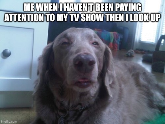 High Dog | ME WHEN I HAVEN’T BEEN PAYING ATTENTION TO MY TV SHOW THEN I LOOK UP | image tagged in memes,high dog | made w/ Imgflip meme maker