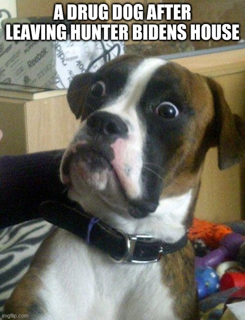 shocked doggy | A DRUG DOG AFTER LEAVING HUNTER BIDENS HOUSE | image tagged in shocked doggy | made w/ Imgflip meme maker