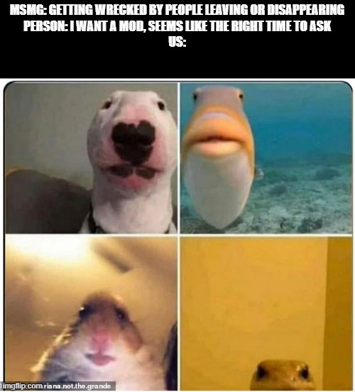 No one ask for mod right now is what I suggest | MSMG: GETTING WRECKED BY PEOPLE LEAVING OR DISAPPEARING
PERSON: I WANT A MOD, SEEMS LIKE THE RIGHT TIME TO ASK
US: | image tagged in animals close to camera | made w/ Imgflip meme maker