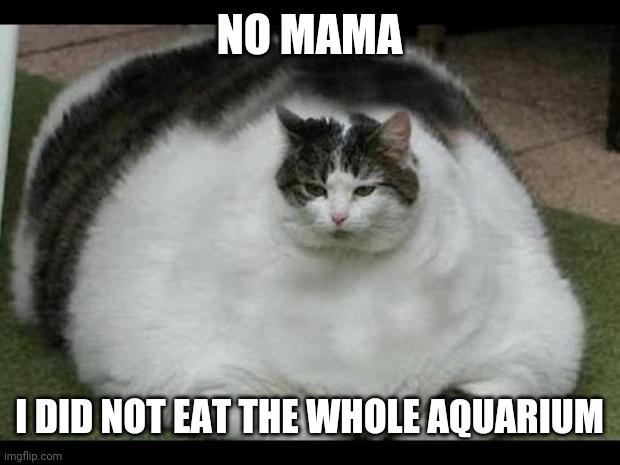 fat cat 2 | NO MAMA; I DID NOT EAT THE WHOLE AQUARIUM | image tagged in fat cat 2 | made w/ Imgflip meme maker