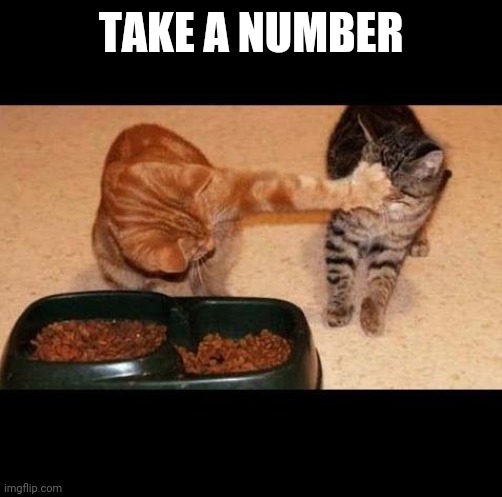 cats share food | TAKE A NUMBER | image tagged in cats share food | made w/ Imgflip meme maker