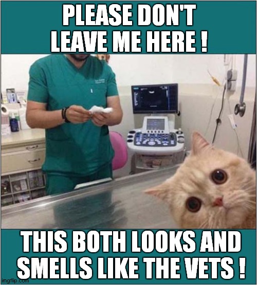 A Cats Plea - Based On Previous Experience ! | PLEASE DON'T LEAVE ME HERE ! THIS BOTH LOOKS AND SMELLS LIKE THE VETS ! | image tagged in cats,vets,pleading | made w/ Imgflip meme maker