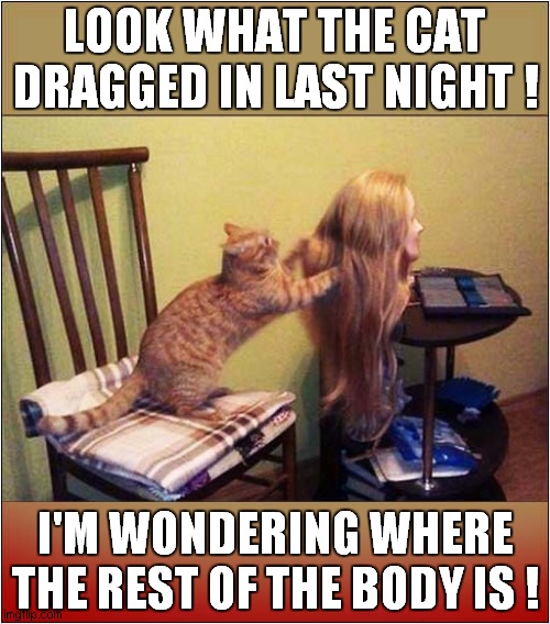 A Cat Can Dream ! | LOOK WHAT THE CAT DRAGGED IN LAST NIGHT ! I'M WONDERING WHERE THE REST OF THE BODY IS ! | image tagged in cats,dream | made w/ Imgflip meme maker