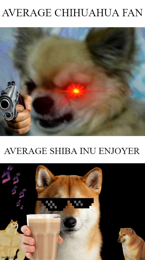 Shiba inu is epic! | AVERAGE CHIHUAHUA FAN; AVERAGE SHIBA INU ENJOYER | image tagged in dogs,memes,funny dog memes,dog memes,choccy milk,average fan vs average enjoyer | made w/ Imgflip meme maker