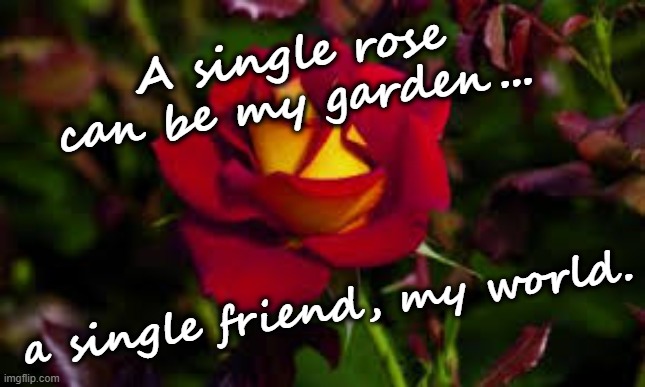 Rose Friendship |  A single rose can be my garden... a single friend, my world. | image tagged in rose,friendship | made w/ Imgflip meme maker