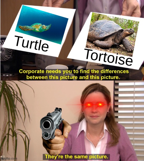 What is the difference really? | Turtle; Tortoise | image tagged in memes,they're the same picture | made w/ Imgflip meme maker