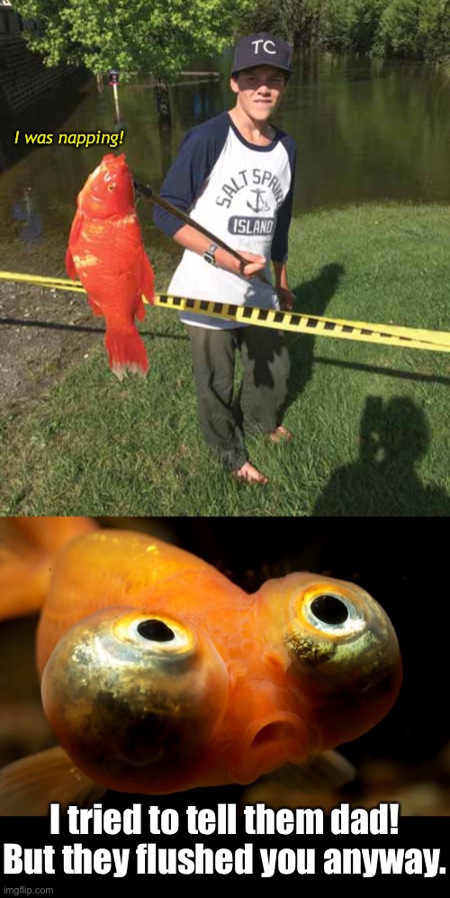 Into the Great Wide Open | I was napping! I tried to tell them dad!
But they flushed you anyway. | image tagged in funny memes,goldfish | made w/ Imgflip meme maker