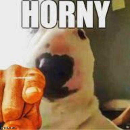 Horny dog | image tagged in horny dog | made w/ Imgflip meme maker
