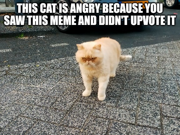 This cat is always in my street | THIS CAT IS ANGRY BECAUSE YOU SAW THIS MEME AND DIDN'T UPVOTE IT | image tagged in funny memes,oh wow are you actually reading these tags | made w/ Imgflip meme maker