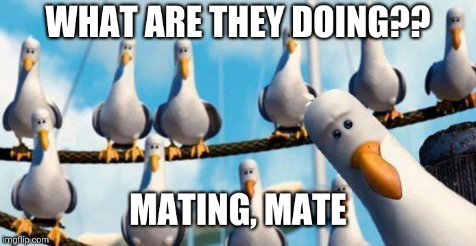 Nemo Birds | WHAT ARE THEY DOING?? MATING, MATE | image tagged in nemo birds | made w/ Imgflip meme maker