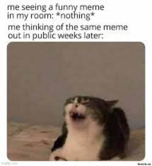 fluffy cat | image tagged in jokes,funny memes,cats | made w/ Imgflip meme maker