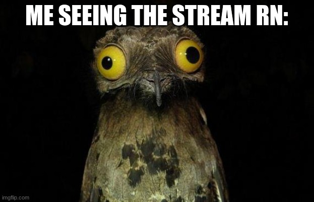 Weird Stuff I Do Potoo Meme | ME SEEING THE STREAM RN: | image tagged in memes,weird stuff i do potoo | made w/ Imgflip meme maker