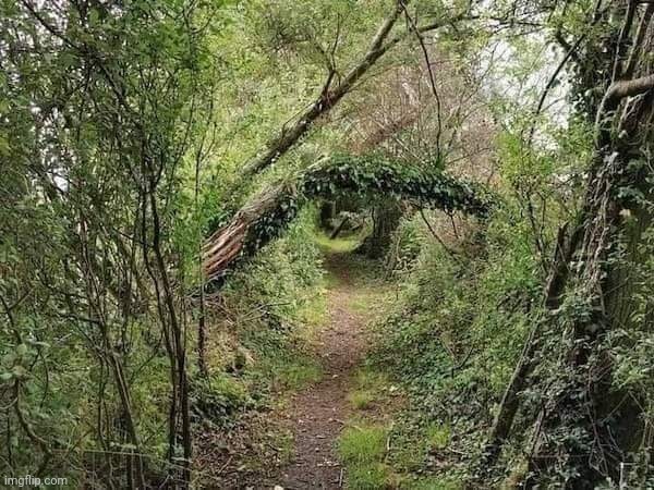 Eye of Nature | image tagged in eyes,beautiful nature,woods,path | made w/ Imgflip meme maker