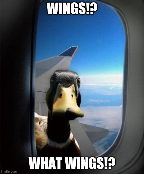 Duck on plane wing | WINGS!? WHAT WINGS!? | image tagged in duck on plane wing | made w/ Imgflip meme maker
