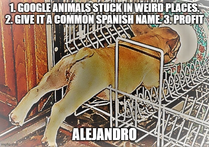 1. GOOGLE ANIMALS STUCK IN WEIRD PLACES. 2. GIVE IT A COMMON SPANISH NAME. 3. PROFIT; ALEJANDRO | image tagged in dogs | made w/ Imgflip meme maker