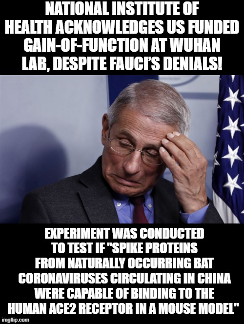 Almost 5 Million deaths because of this "EXPERIMENT" it now appears!  SEE COMMENT! | NATIONAL INSTITUTE OF HEALTH ACKNOWLEDGES US FUNDED GAIN-OF-FUNCTION AT WUHAN LAB, DESPITE FAUCI’S DENIALS! EXPERIMENT WAS CONDUCTED TO TEST IF "SPIKE PROTEINS FROM NATURALLY OCCURRING BAT CORONAVIRUSES CIRCULATING IN CHINA WERE CAPABLE OF BINDING TO THE HUMAN ACE2 RECEPTOR IN A MOUSE MODEL" | image tagged in dr fauci,coronavirus | made w/ Imgflip meme maker