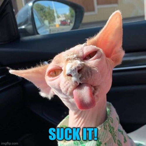 Some cats are just nasty | SUCK IT! | image tagged in cats | made w/ Imgflip meme maker