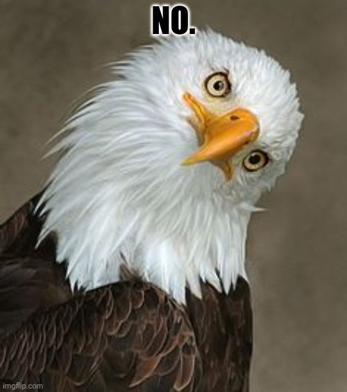 bald eagle tilt | NO. | image tagged in bald eagle tilt | made w/ Imgflip meme maker