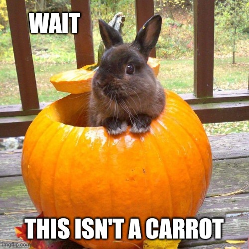 BUNNY IS CONFUSED | WAIT; THIS ISN'T A CARROT | image tagged in bunny,rabbit,pumpkin,spooktober | made w/ Imgflip meme maker