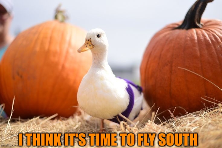 GETTING COLDER | I THINK IT'S TIME TO FLY SOUTH | image tagged in duck,ducks,pumpkin,fall,spooktober | made w/ Imgflip meme maker
