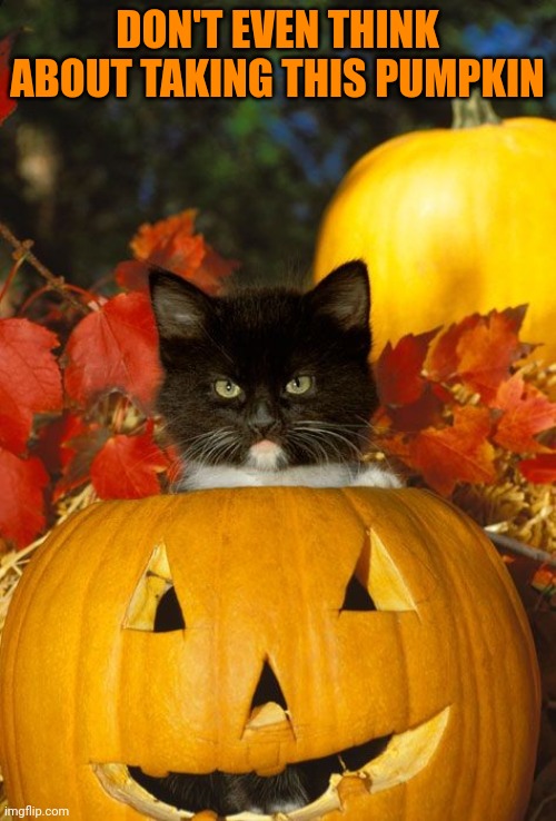 KITTY HAS CLAIMED IT | DON'T EVEN THINK ABOUT TAKING THIS PUMPKIN | image tagged in cats,funny cats,pumpkin,spooktober | made w/ Imgflip meme maker
