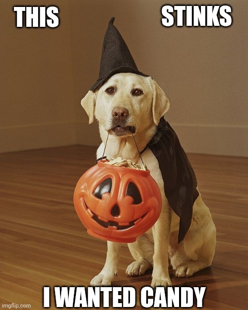 BUCKET FULL OF DOGGIE SNACKS | STINKS; THIS; I WANTED CANDY | image tagged in dogs,dog,pumpkin,halloween,spooktober | made w/ Imgflip meme maker