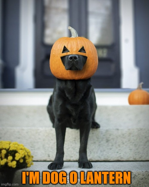 JACK O DOG | I'M DOG O LANTERN | image tagged in jack-o-lanterns,dogs,dog,pumpkin,spooktober,halloween | made w/ Imgflip meme maker