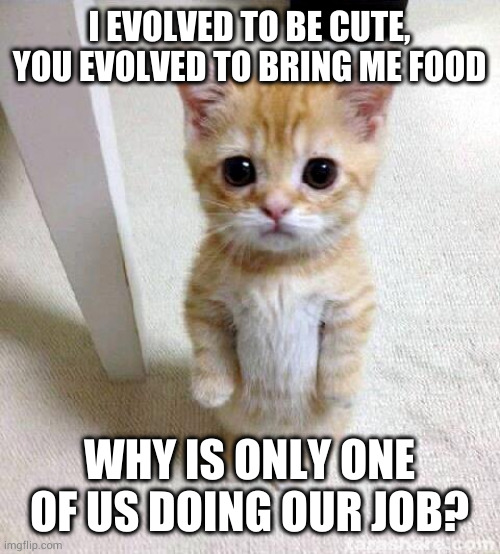 Tuna, cheezburger or ficus? | I EVOLVED TO BE CUTE, YOU EVOLVED TO BRING ME FOOD; WHY IS ONLY ONE OF US DOING OUR JOB? | image tagged in memes,cute cat | made w/ Imgflip meme maker