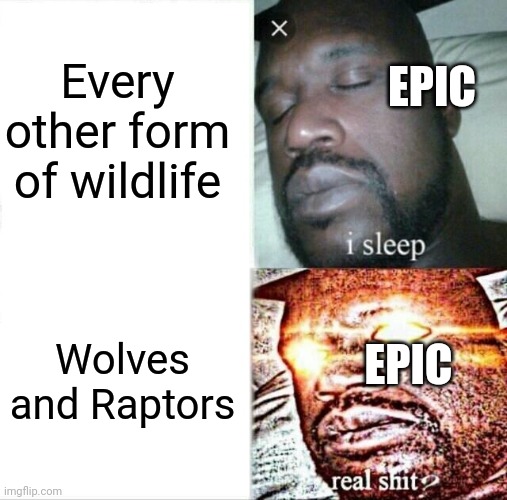 Sleeping Shaq Meme | Every other form of wildlife Wolves and Raptors EPIC EPIC | image tagged in memes,sleeping shaq | made w/ Imgflip meme maker