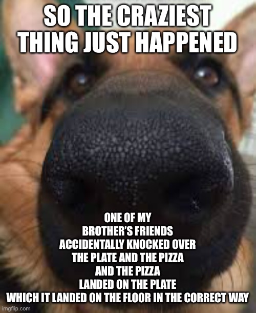 German shepherd but funni | ONE OF MY BROTHER’S FRIENDS ACCIDENTALLY KNOCKED OVER THE PLATE AND THE PIZZA
AND THE PIZZA LANDED ON THE PLATE WHICH IT LANDED ON THE FLOOR IN THE CORRECT WAY; SO THE CRAZIEST THING JUST HAPPENED | image tagged in german shepherd but funni | made w/ Imgflip meme maker