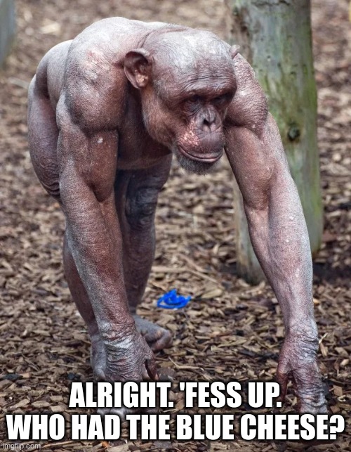 The Hairless Ape | ALRIGHT. 'FESS UP. WHO HAD THE BLUE CHEESE? | image tagged in the hairless ape,reid more,funny,monkeys,weird | made w/ Imgflip meme maker