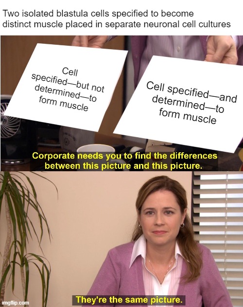 Two isolated blastula cells specified to become distinct muscle placed in separate neuronal cell cultures; Cell specified—but not determined—to form muscle; Cell specified—and determined—to 
form muscle | image tagged in memes,they're the same picture | made w/ Imgflip meme maker