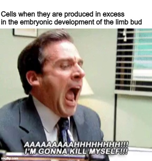 Cells when they are produced in excess in the embryonic development of the limb bud | image tagged in michael scott i'm gonna kill myself | made w/ Imgflip meme maker
