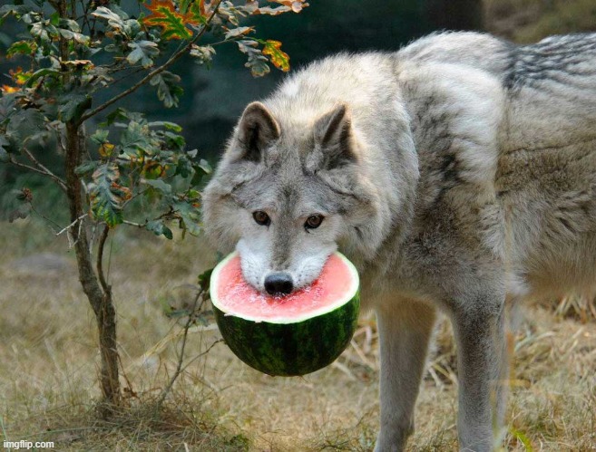 Watermelon Wolf | image tagged in watermelon wolf | made w/ Imgflip meme maker